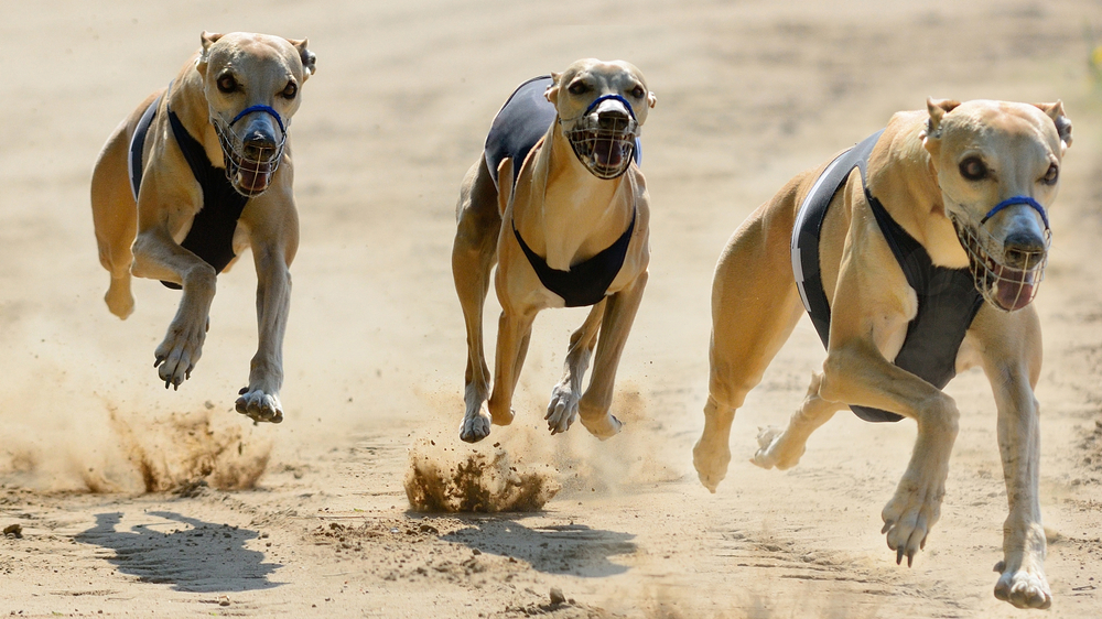 three greyhounds racing on a track